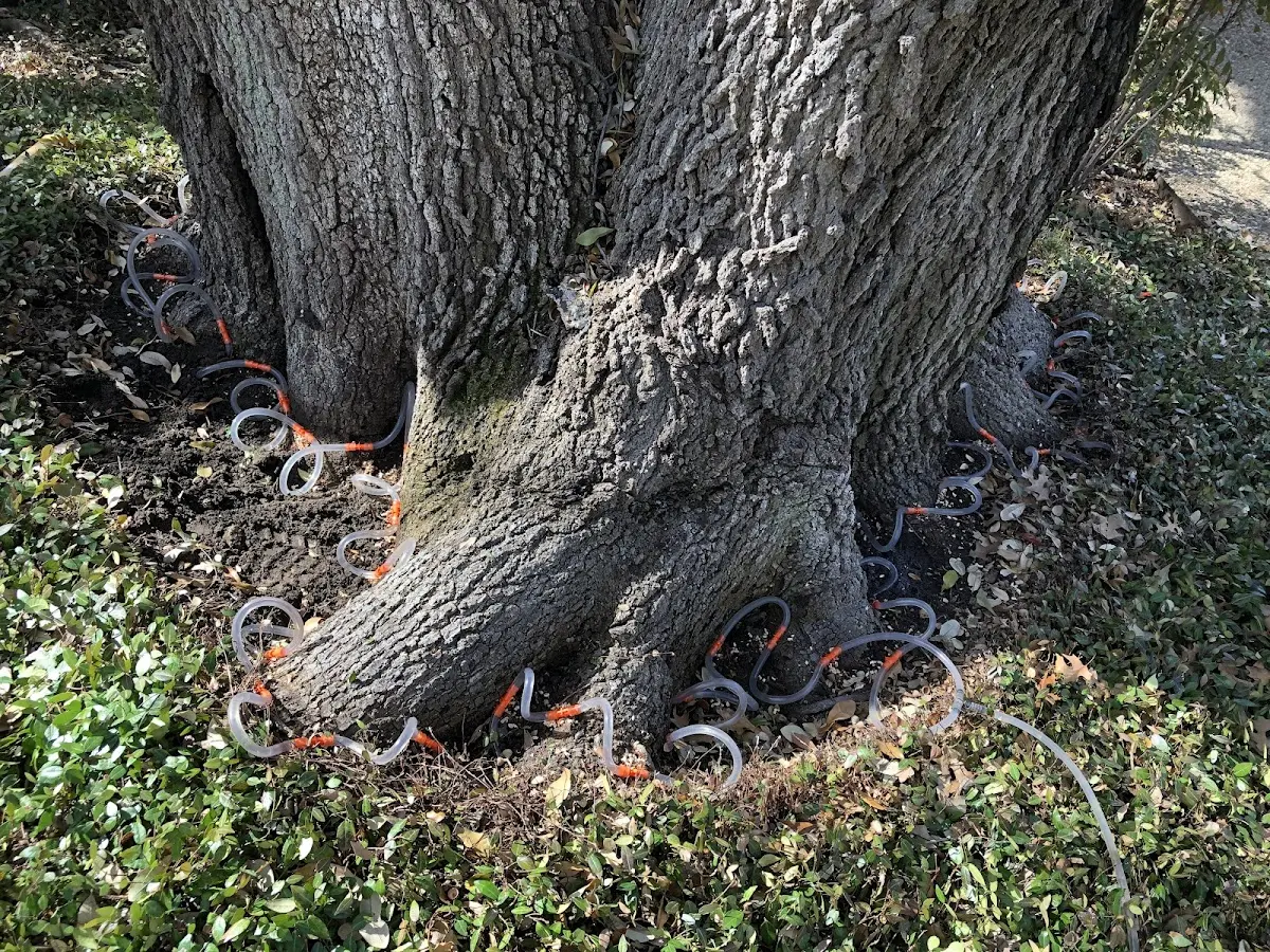 Detailed Tree Cabling and Bracing job site in West Wendover