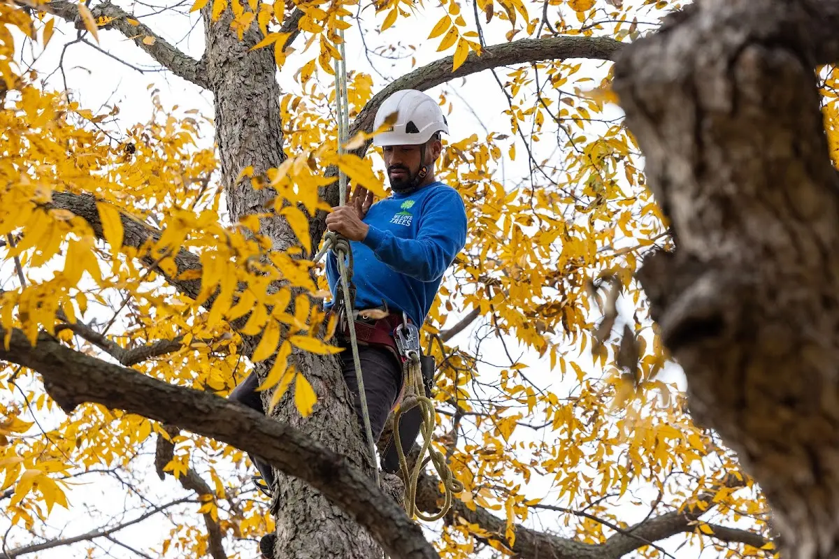 Skilled Tree Trimming crew working in West Wendover